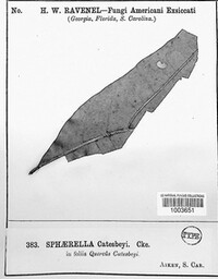 Sphaerella catesbeyi image